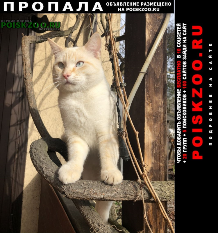 Белый кот калининград