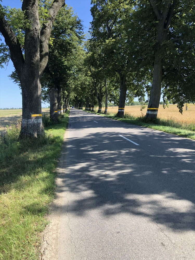 Дерево в калининграде
