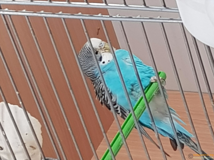 Какаду калининград