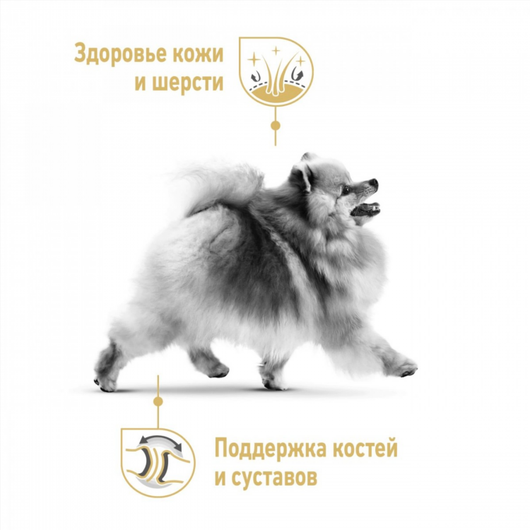 Купить шпица в калининграде