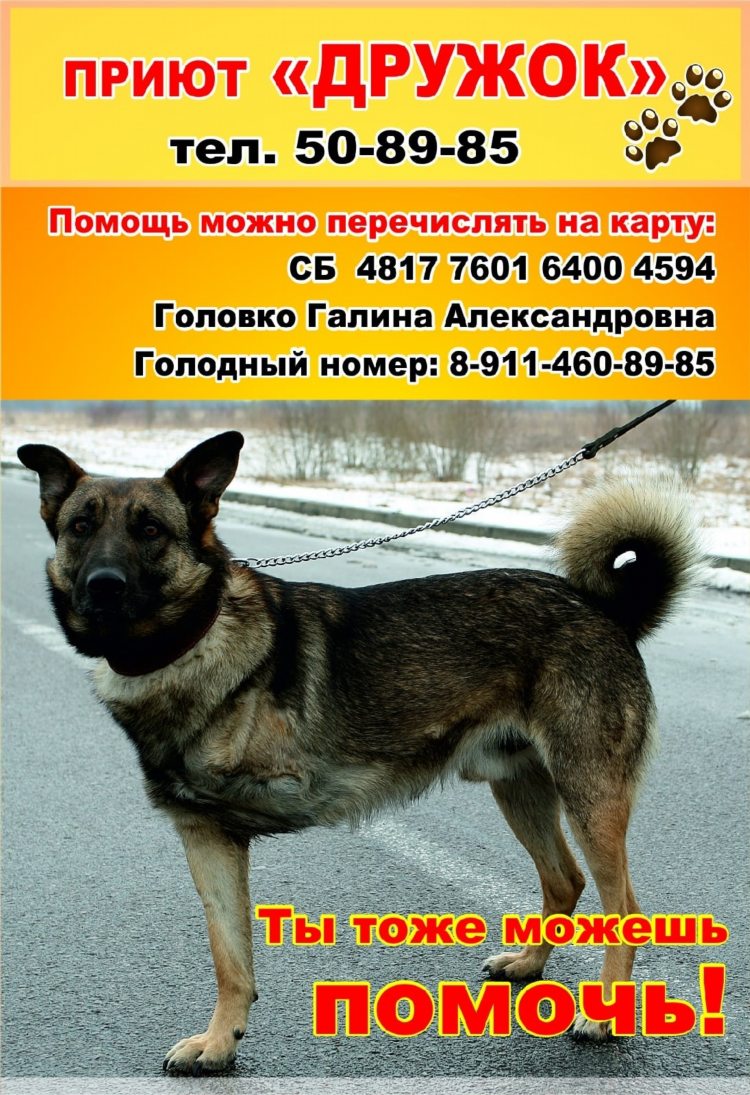 Приюты для животных в калининграде